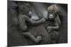 Western Lowland Gorilla (Gorilla Gorilla Gorilla) Twin Babies Age 45 Days Resting on Mother's Chest-Edwin Giesbers-Mounted Photographic Print