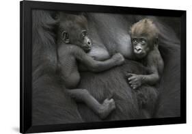 Western Lowland Gorilla (Gorilla Gorilla Gorilla) Twin Babies Age 45 Days Resting on Mother's Chest-Edwin Giesbers-Framed Photographic Print