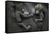 Western Lowland Gorilla (Gorilla Gorilla Gorilla) Twin Babies Age 45 Days Resting on Mother's Chest-Edwin Giesbers-Framed Stretched Canvas