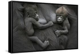 Western Lowland Gorilla (Gorilla Gorilla Gorilla) Twin Babies Age 45 Days Resting on Mother's Chest-Edwin Giesbers-Framed Stretched Canvas