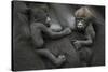 Western Lowland Gorilla (Gorilla Gorilla Gorilla) Twin Babies Age 45 Days Resting on Mother's Chest-Edwin Giesbers-Stretched Canvas