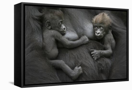 Western Lowland Gorilla (Gorilla Gorilla Gorilla) Twin Babies Age 45 Days Resting on Mother's Chest-Edwin Giesbers-Framed Stretched Canvas