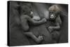 Western Lowland Gorilla (Gorilla Gorilla Gorilla) Twin Babies Age 45 Days Resting on Mother's Chest-Edwin Giesbers-Stretched Canvas