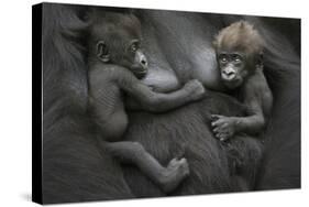 Western Lowland Gorilla (Gorilla Gorilla Gorilla) Twin Babies Age 45 Days Resting on Mother's Chest-Edwin Giesbers-Stretched Canvas