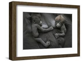 Western Lowland Gorilla (Gorilla Gorilla Gorilla) Twin Babies Age 45 Days Resting on Mother's Chest-Edwin Giesbers-Framed Photographic Print