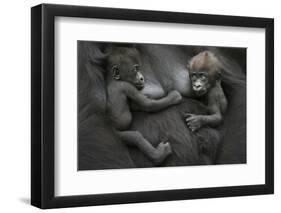 Western Lowland Gorilla (Gorilla Gorilla Gorilla) Twin Babies Age 45 Days Resting on Mother's Chest-Edwin Giesbers-Framed Photographic Print