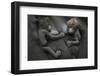 Western Lowland Gorilla (Gorilla Gorilla Gorilla) Twin Babies Age 45 Days Resting on Mother's Chest-Edwin Giesbers-Framed Photographic Print