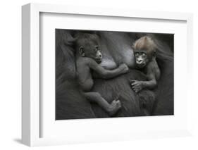 Western Lowland Gorilla (Gorilla Gorilla Gorilla) Twin Babies Age 45 Days Resting on Mother's Chest-Edwin Giesbers-Framed Photographic Print