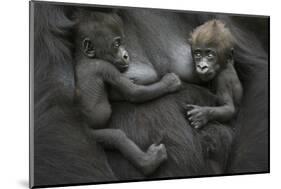 Western Lowland Gorilla (Gorilla Gorilla Gorilla) Twin Babies Age 45 Days Resting on Mother's Chest-Edwin Giesbers-Mounted Photographic Print