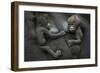 Western Lowland Gorilla (Gorilla Gorilla Gorilla) Twin Babies Age 45 Days Resting on Mother's Chest-Edwin Giesbers-Framed Photographic Print