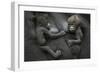 Western Lowland Gorilla (Gorilla Gorilla Gorilla) Twin Babies Age 45 Days Resting on Mother's Chest-Edwin Giesbers-Framed Photographic Print