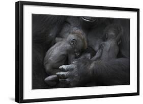 Western Lowland Gorilla (Gorilla Gorilla Gorilla) Twin Babies Age 45 Days Sleeping in Mother's Arms-Edwin Giesbers-Framed Photographic Print