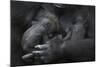 Western Lowland Gorilla (Gorilla Gorilla Gorilla) Twin Babies Age 45 Days Sleeping in Mother's Arms-Edwin Giesbers-Mounted Photographic Print