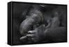 Western Lowland Gorilla (Gorilla Gorilla Gorilla) Twin Babies Age 45 Days Sleeping in Mother's Arms-Edwin Giesbers-Framed Stretched Canvas