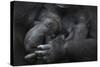 Western Lowland Gorilla (Gorilla Gorilla Gorilla) Twin Babies Age 45 Days Sleeping in Mother's Arms-Edwin Giesbers-Stretched Canvas