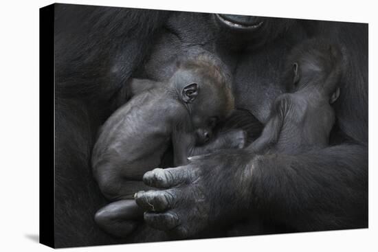 Western Lowland Gorilla (Gorilla Gorilla Gorilla) Twin Babies Age 45 Days Sleeping in Mother's Arms-Edwin Giesbers-Stretched Canvas