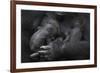 Western Lowland Gorilla (Gorilla Gorilla Gorilla) Twin Babies Age 45 Days Sleeping in Mother's Arms-Edwin Giesbers-Framed Photographic Print