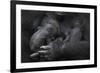 Western Lowland Gorilla (Gorilla Gorilla Gorilla) Twin Babies Age 45 Days Sleeping in Mother's Arms-Edwin Giesbers-Framed Photographic Print