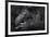 Western Lowland Gorilla (Gorilla Gorilla Gorilla) Twin Babies Age 45 Days Sleeping in Mother's Arms-Edwin Giesbers-Framed Photographic Print