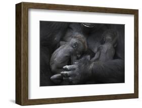 Western Lowland Gorilla (Gorilla Gorilla Gorilla) Twin Babies Age 45 Days Sleeping in Mother's Arms-Edwin Giesbers-Framed Photographic Print