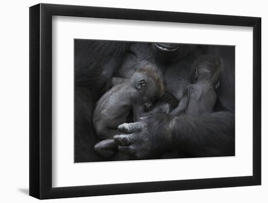 Western Lowland Gorilla (Gorilla Gorilla Gorilla) Twin Babies Age 45 Days Sleeping in Mother's Arms-Edwin Giesbers-Framed Photographic Print