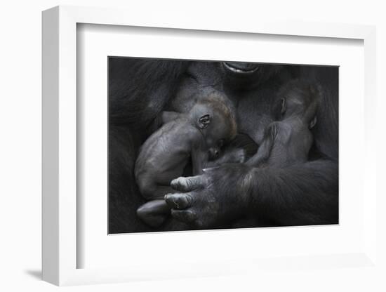 Western Lowland Gorilla (Gorilla Gorilla Gorilla) Twin Babies Age 45 Days Sleeping in Mother's Arms-Edwin Giesbers-Framed Photographic Print