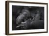 Western Lowland Gorilla (Gorilla Gorilla Gorilla) Twin Babies Age 45 Days Sleeping in Mother's Arms-Edwin Giesbers-Framed Photographic Print