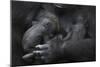 Western Lowland Gorilla (Gorilla Gorilla Gorilla) Twin Babies Age 45 Days Sleeping in Mother's Arms-Edwin Giesbers-Mounted Photographic Print