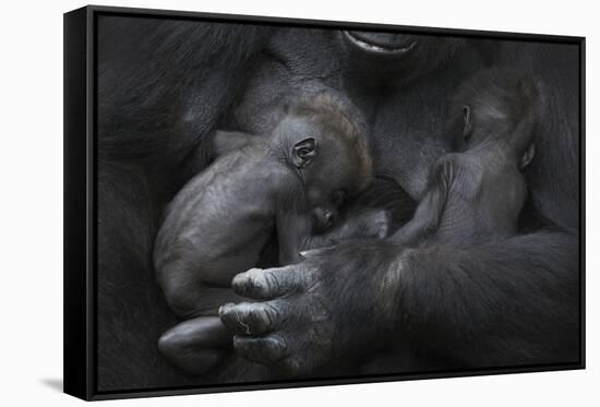 Western Lowland Gorilla (Gorilla Gorilla Gorilla) Twin Babies Age 45 Days Sleeping in Mother's Arms-Edwin Giesbers-Framed Stretched Canvas