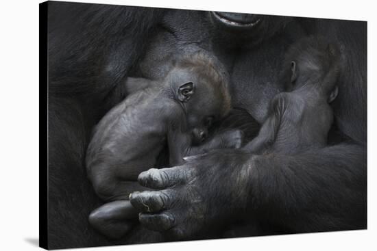 Western Lowland Gorilla (Gorilla Gorilla Gorilla) Twin Babies Age 45 Days Sleeping in Mother's Arms-Edwin Giesbers-Stretched Canvas