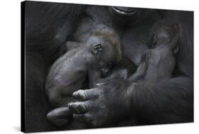 Western Lowland Gorilla (Gorilla Gorilla Gorilla) Twin Babies Age 45 Days Sleeping in Mother's Arms-Edwin Giesbers-Stretched Canvas
