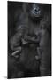 Western Lowland Gorilla (Gorilla Gorilla Gorilla) Twin Babies Age 45 Days Sleeping-Edwin Giesbers-Mounted Photographic Print