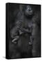 Western Lowland Gorilla (Gorilla Gorilla Gorilla) Twin Babies Age 45 Days Sleeping-Edwin Giesbers-Framed Stretched Canvas