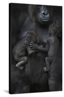 Western Lowland Gorilla (Gorilla Gorilla Gorilla) Twin Babies Age 45 Days Sleeping-Edwin Giesbers-Stretched Canvas