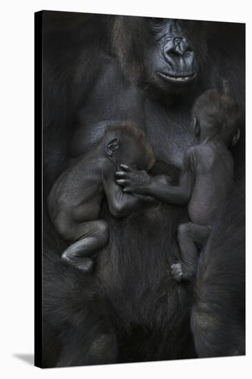 Western Lowland Gorilla (Gorilla Gorilla Gorilla) Twin Babies Age 45 Days Sleeping-Edwin Giesbers-Stretched Canvas