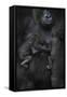 Western Lowland Gorilla (Gorilla Gorilla Gorilla) Twin Babies Age 45 Days Sleeping-Edwin Giesbers-Framed Stretched Canvas