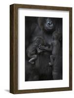 Western Lowland Gorilla (Gorilla Gorilla Gorilla) Twin Babies Age 45 Days Sleeping-Edwin Giesbers-Framed Photographic Print