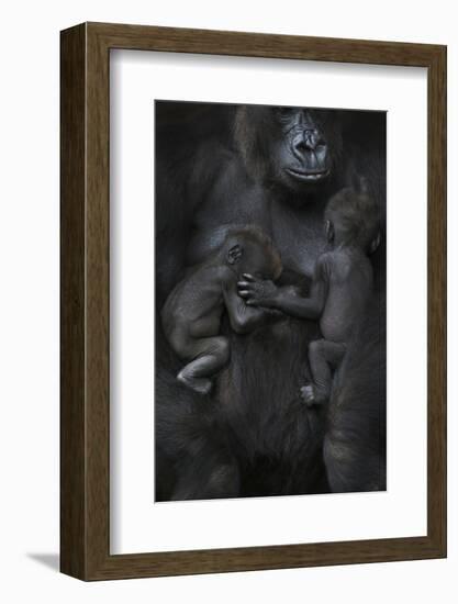 Western Lowland Gorilla (Gorilla Gorilla Gorilla) Twin Babies Age 45 Days Sleeping-Edwin Giesbers-Framed Photographic Print