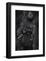 Western Lowland Gorilla (Gorilla Gorilla Gorilla) Twin Babies Age 45 Days Sleeping-Edwin Giesbers-Framed Photographic Print