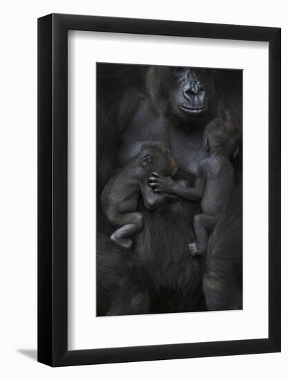 Western Lowland Gorilla (Gorilla Gorilla Gorilla) Twin Babies Age 45 Days Sleeping-Edwin Giesbers-Framed Photographic Print