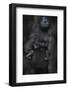 Western Lowland Gorilla (Gorilla Gorilla Gorilla) Twin Babies Age 45 Days Sleeping-Edwin Giesbers-Framed Photographic Print