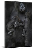 Western Lowland Gorilla (Gorilla Gorilla Gorilla) Twin Babies Age 45 Days Sleeping-Edwin Giesbers-Mounted Photographic Print