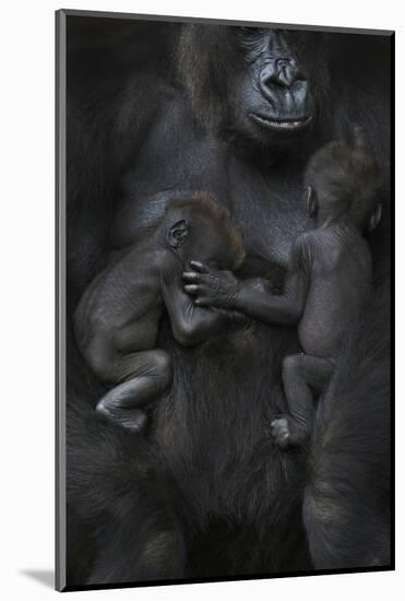 Western Lowland Gorilla (Gorilla Gorilla Gorilla) Twin Babies Age 45 Days Sleeping-Edwin Giesbers-Mounted Photographic Print