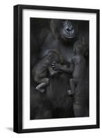 Western Lowland Gorilla (Gorilla Gorilla Gorilla) Twin Babies Age 45 Days Sleeping-Edwin Giesbers-Framed Premium Photographic Print
