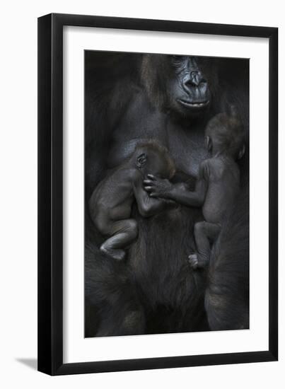 Western Lowland Gorilla (Gorilla Gorilla Gorilla) Twin Babies Age 45 Days Sleeping-Edwin Giesbers-Framed Premium Photographic Print