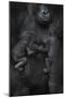 Western Lowland Gorilla (Gorilla Gorilla Gorilla) Twin Babies Age 45 Days Sleeping-Edwin Giesbers-Mounted Premium Photographic Print