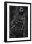 Western Lowland Gorilla (Gorilla Gorilla Gorilla) Twin Babies Age 45 Days Sleeping-Edwin Giesbers-Framed Photographic Print