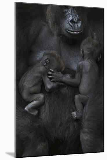 Western Lowland Gorilla (Gorilla Gorilla Gorilla) Twin Babies Age 45 Days Sleeping-Edwin Giesbers-Mounted Photographic Print