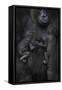 Western Lowland Gorilla (Gorilla Gorilla Gorilla) Twin Babies Age 45 Days Sleeping-Edwin Giesbers-Framed Stretched Canvas