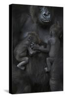 Western Lowland Gorilla (Gorilla Gorilla Gorilla) Twin Babies Age 45 Days Sleeping-Edwin Giesbers-Stretched Canvas